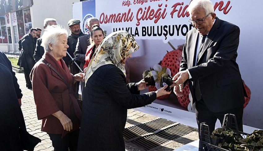 3 bin Osmanlı Çileği fidesi halkla buluştu